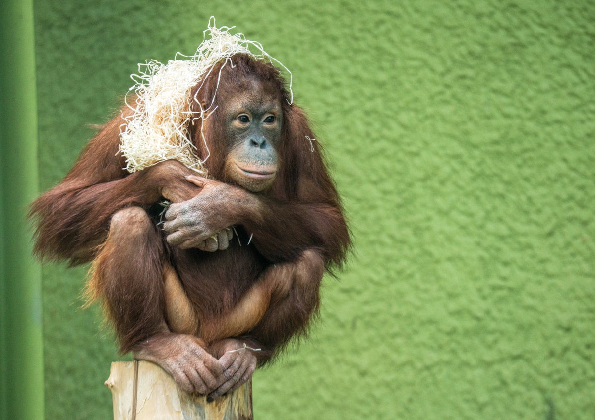 From tomorrow (July 4th), we'll be opening up indoor viewing at Project Elephant Base Camp, Orangutan Outlook and the Gorilla House. Walkways to Wolf Ridge, Giraffe Heights and the Orangutan viewing platform will also be opening.