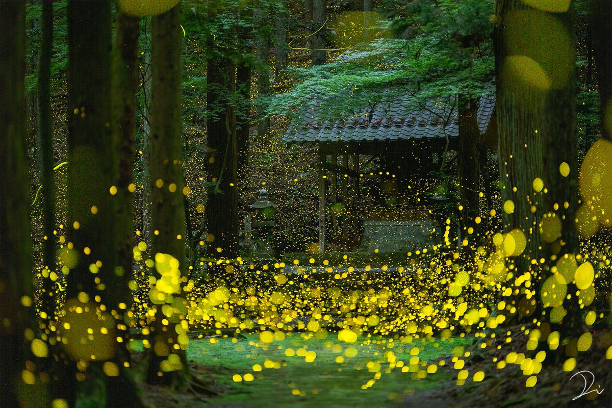 こんなに綺麗に撮れるのか 美しすぎる源氏蛍と姫蛍が舞い踊る神社 Togetter