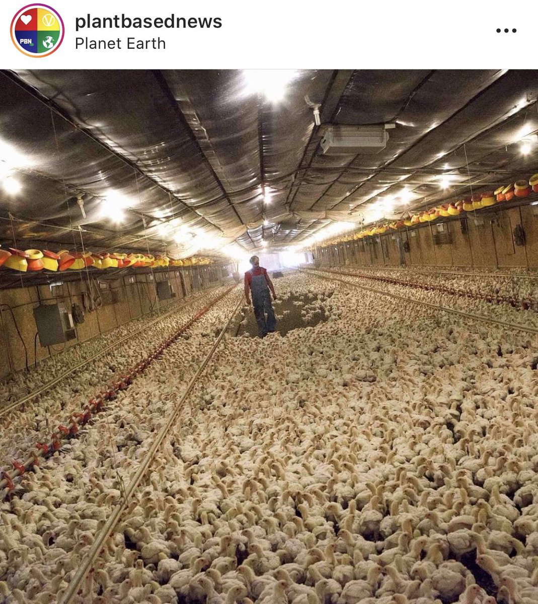 Drgarthdavis's tweet photo. It still baffles me that we allow factory farming. It is utterly inhumane and horribly bad for our health and the health of our environment. We are destroying our beautiful earth and it’s beautiful inhabitants every time we ignore what is happening behind closed doors. https://t.co/2clfXdanzE