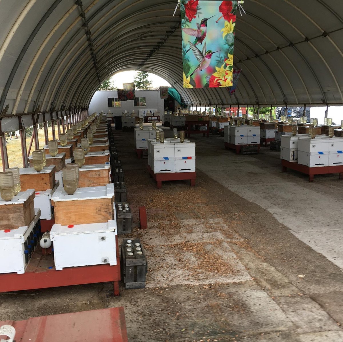 ANBeesQueens's tweet photo. Grafting all set up. .
.
.
.
.
.
#Bee #bees ##beekeepers #beekeepersofinstagram #beekeeperlife #beekeeperproblems #beeepersofinstagram #ca #california #lovewhatyoudo #beegrafting https://t.co/95MJ8CwoxF