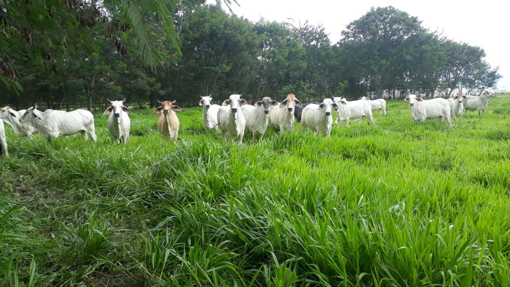 grass_scientist's tweet photo. @NickJonsson1 @brianbarrett0 @PhysiologyUog Meanwhile in Colombia: forage sampling at weekly intervals in a silvopastoral trial @BiovIntCIAT_eng. https://t.co/1fhrN4PmMY