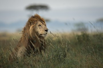 Tuliadestin's tweet photo. Book your Safari online by login to https://t.co/iRsHVlP5nw

#travel #bookingyeah #lions #wildlife #wildlifephotography #elephants #zebras #hotels #hotelbooking #hotelbookings #safari #world https://t.co/ShRWVdQ5aJ