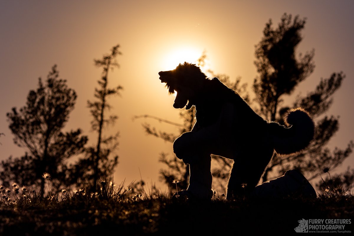 MirekMoony's tweet photo. I like sunsets. Everything is so intense and colorful =3 #FursuitFriday https://t.co/D3POlac6qU