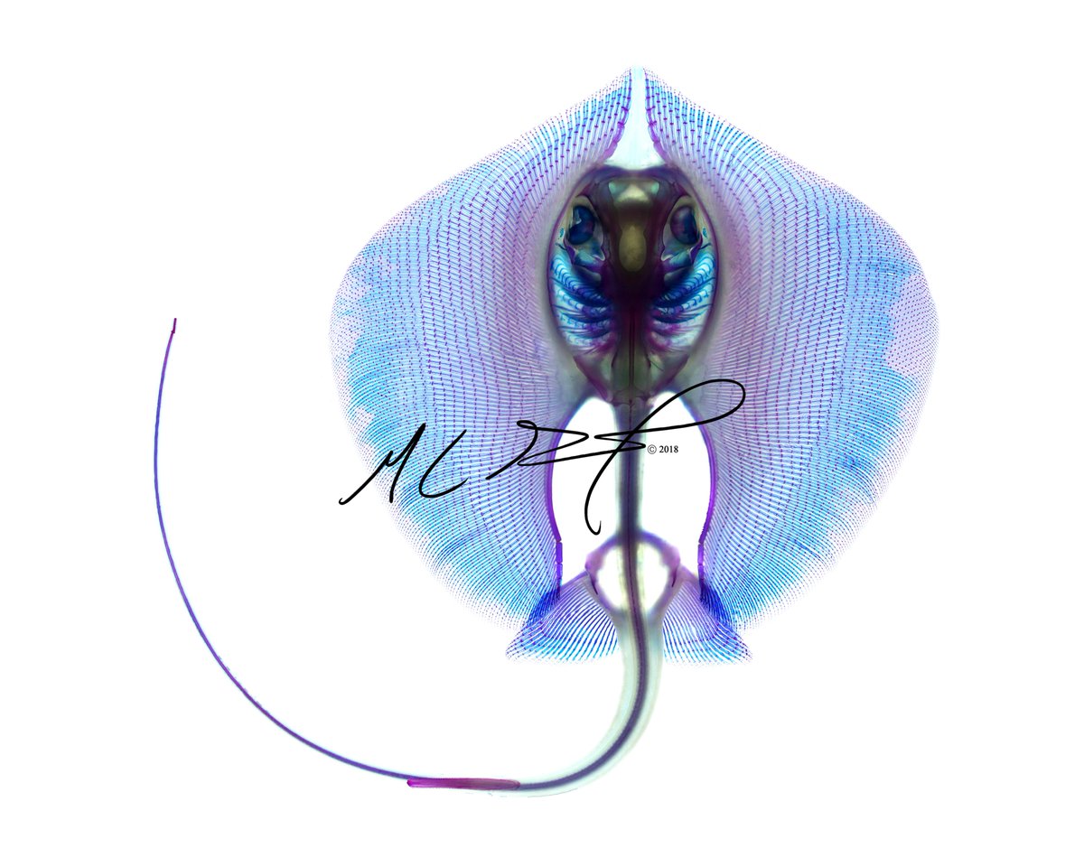 Pterycombus's tweet photo. Sorry I've been quiet, folks. Things have been hectic lately. Regardless, happy #FishyFriday! Just a reminder that all of my prints are on sale with the coupon code : COVID19SUCKS ! :) 
https://t.co/xrPn4CuUrp

#Photography #Art #SciArt #Anatomy #PhotographyIsArt #Etsy https://t.co/mCI5YQlzzo