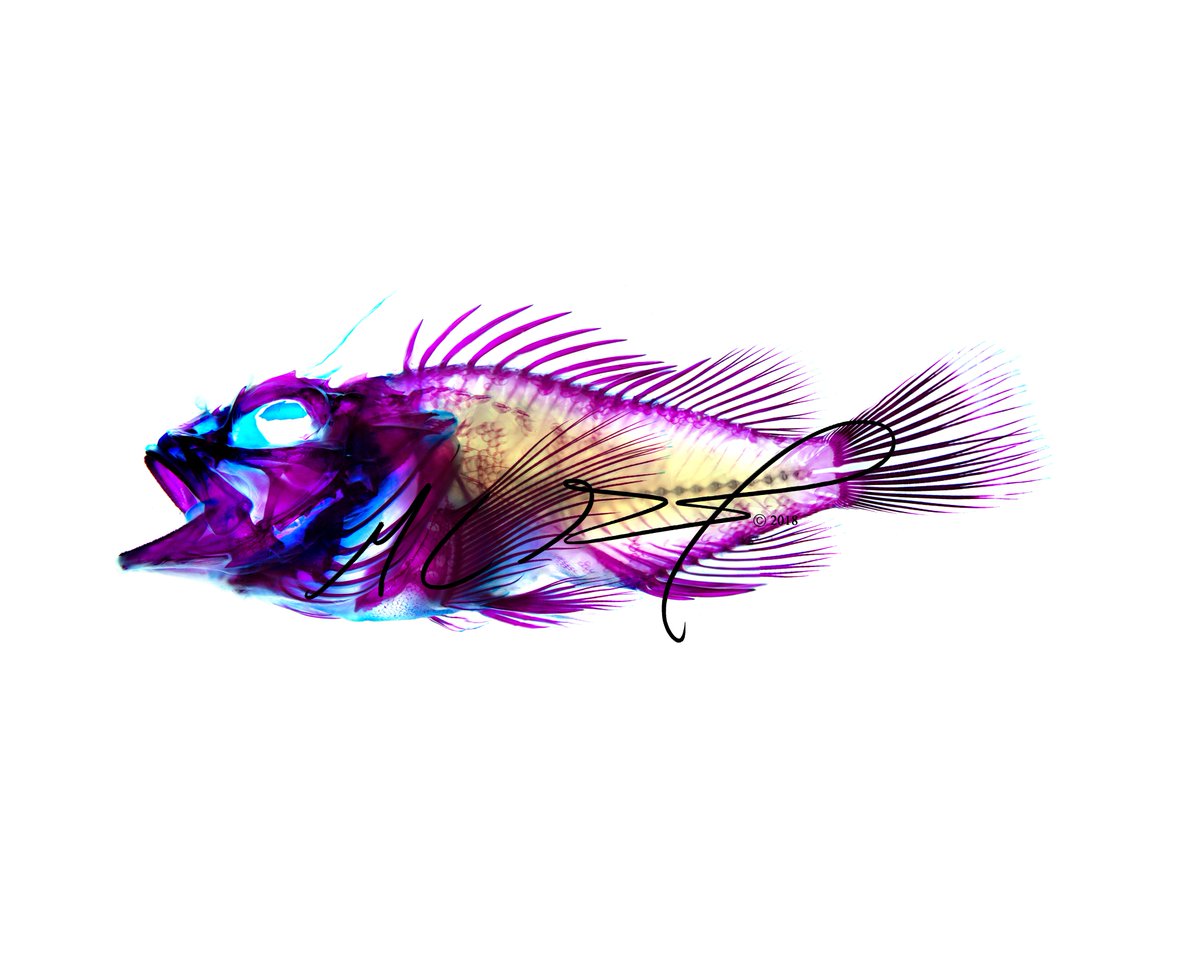 Pterycombus's tweet photo. Sorry I've been quiet, folks. Things have been hectic lately. Regardless, happy #FishyFriday! Just a reminder that all of my prints are on sale with the coupon code : COVID19SUCKS ! :) 
https://t.co/xrPn4CuUrp

#Photography #Art #SciArt #Anatomy #PhotographyIsArt #Etsy https://t.co/mCI5YQlzzo