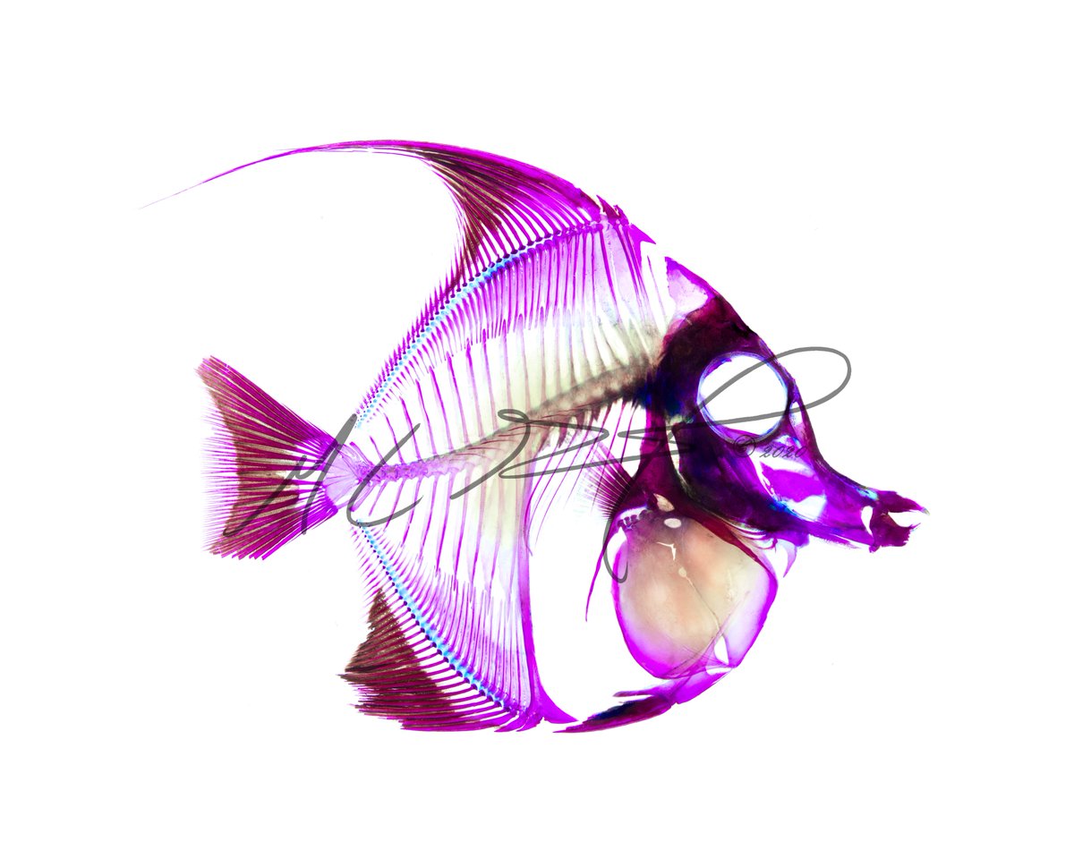 Pterycombus's tweet photo. Sorry I've been quiet, folks. Things have been hectic lately. Regardless, happy #FishyFriday! Just a reminder that all of my prints are on sale with the coupon code : COVID19SUCKS ! :) 
https://t.co/xrPn4CuUrp

#Photography #Art #SciArt #Anatomy #PhotographyIsArt #Etsy https://t.co/mCI5YQlzzo