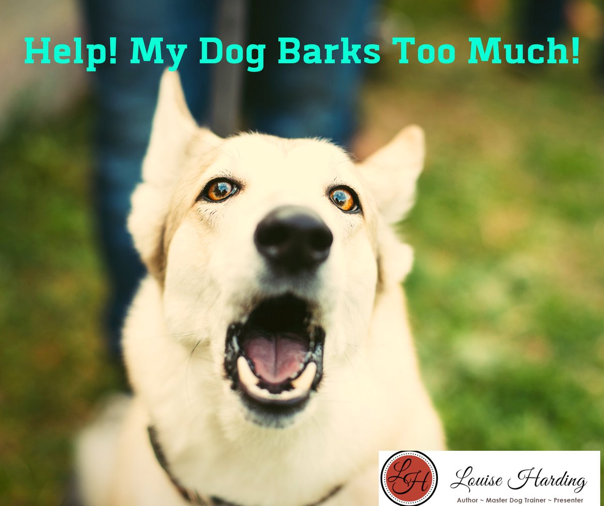 LouiseAboutDogs's tweet photo. Do you relate? I can help!Subscribe now https://t.co/qCJkGMC1iI for FREE access to my video training series 
Help! My Dog Barks Too Much! 
⚠️ LIMITED OFFER be quick 😀 https://t.co/YdgwrFRuNt