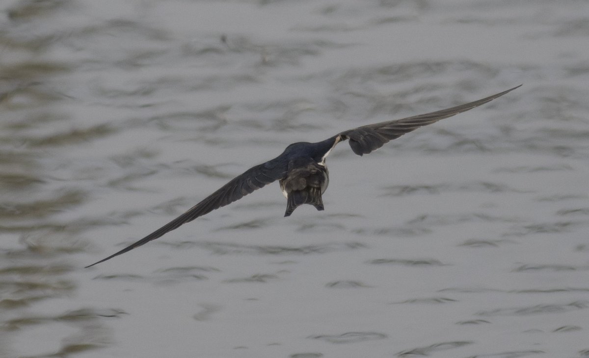 次列風切羽と三列風切羽の一部が抜けた幼鳥ツバメ。
たまにこんな感じの羽の脱落を見かけます。
もうちょっと旋回方向のクセとか見ておけばよかった。