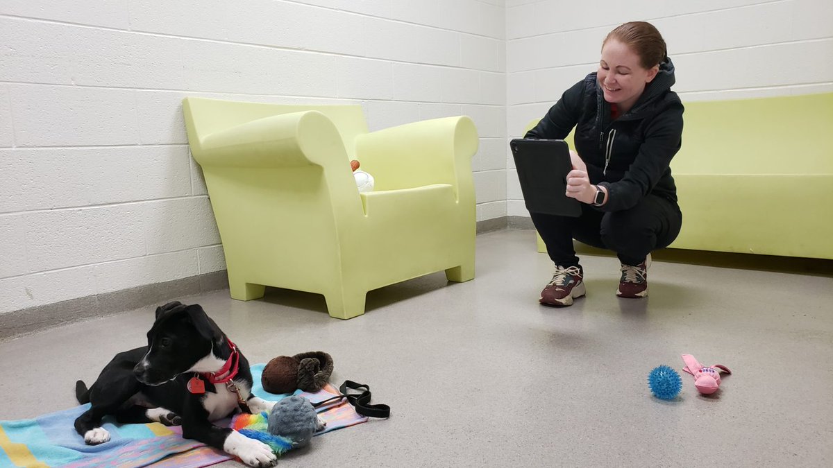 AlexTimesNews's tweet photo. The Animal Welfare League of Alexandria received so many fostering applications in March and April it had to temporarily suspend foster requests. Read more: https://t.co/fBEV3Iek7G https://t.co/3fNKWKYY2p