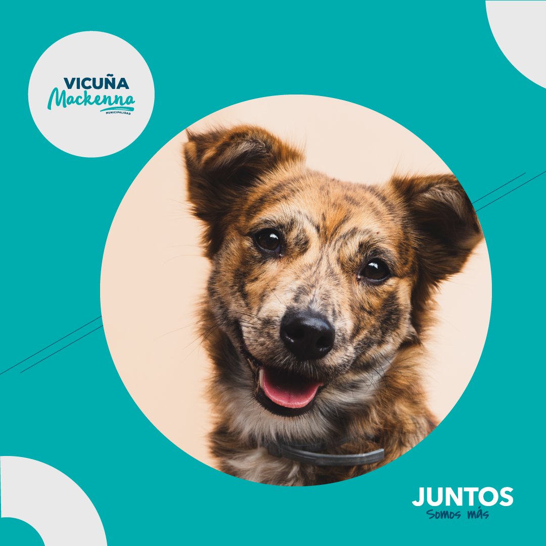 CAMPAÑA DE VACUNACIÓN ANTIRRÁBICA 2020
facebook.com/Municipalidadd…