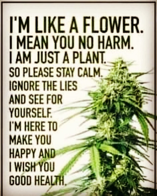 Chrontact_Inc's tweet photo. #changethestigma #POTtawa #YourFriendlyNeighbourhoodChrontact #cannabis #onelove #YourLocalChrontact #cannabisretail #chrontact #cannabiscommunity #chrontactcannabis #cannabisculture #WhosYourChrontact #ottawacannabiscommunity #ottawacannabis https://t.co/rQ5XkO1KOb