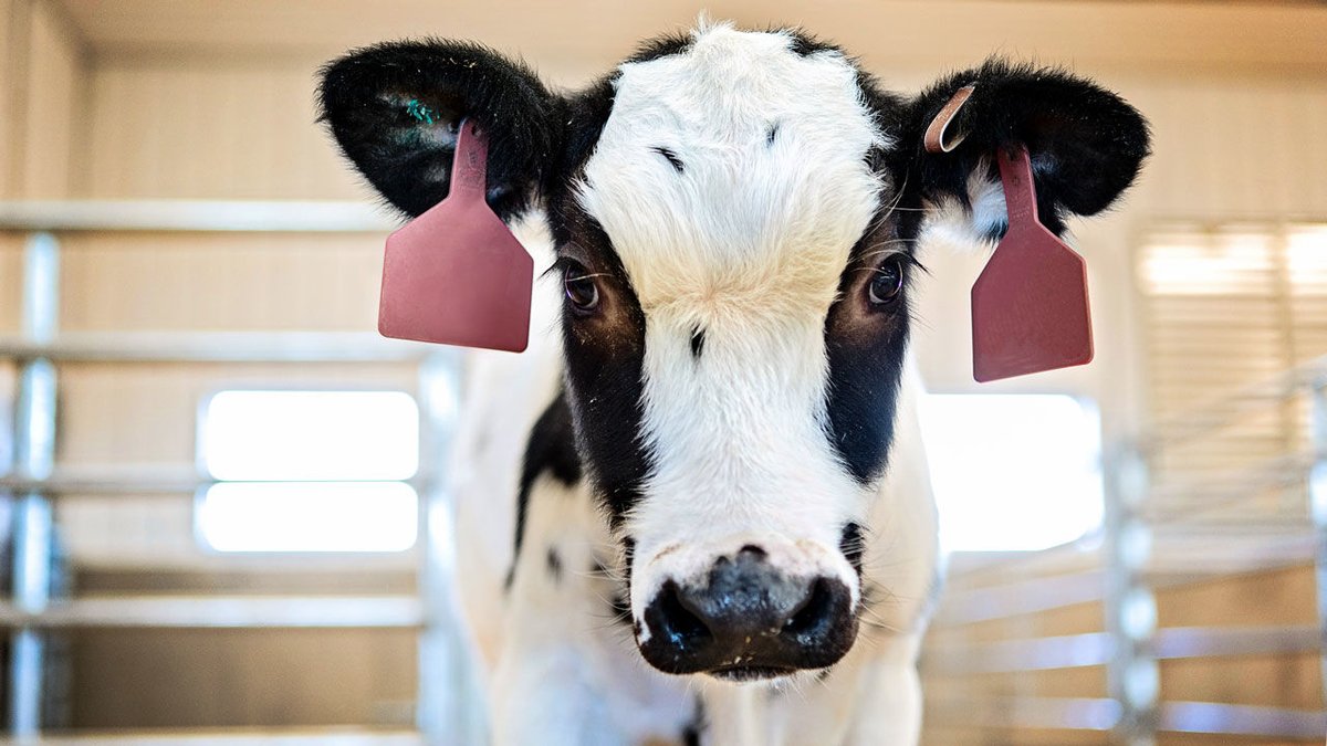 bmacpokes's tweet photo. This cow’s antibodies could be the newest weapon against COVID-19. A great example of #OneHealth in action! https://t.co/0PmKqYXv9h https://t.co/M9L8O7FVXj
