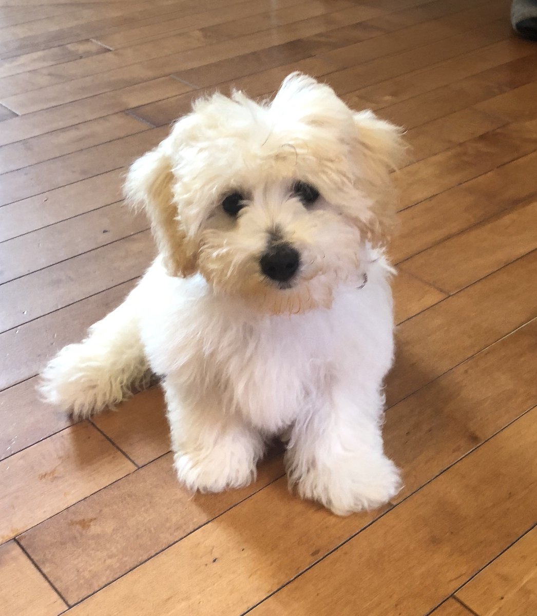 ActiventMktg's tweet photo. The dogs of Activent Marketing would like to wish everyone a safe and happy 4th of July!🇺🇸🎇
#July4th #dogs #4thofJuly https://t.co/OxxqFCqQZk
