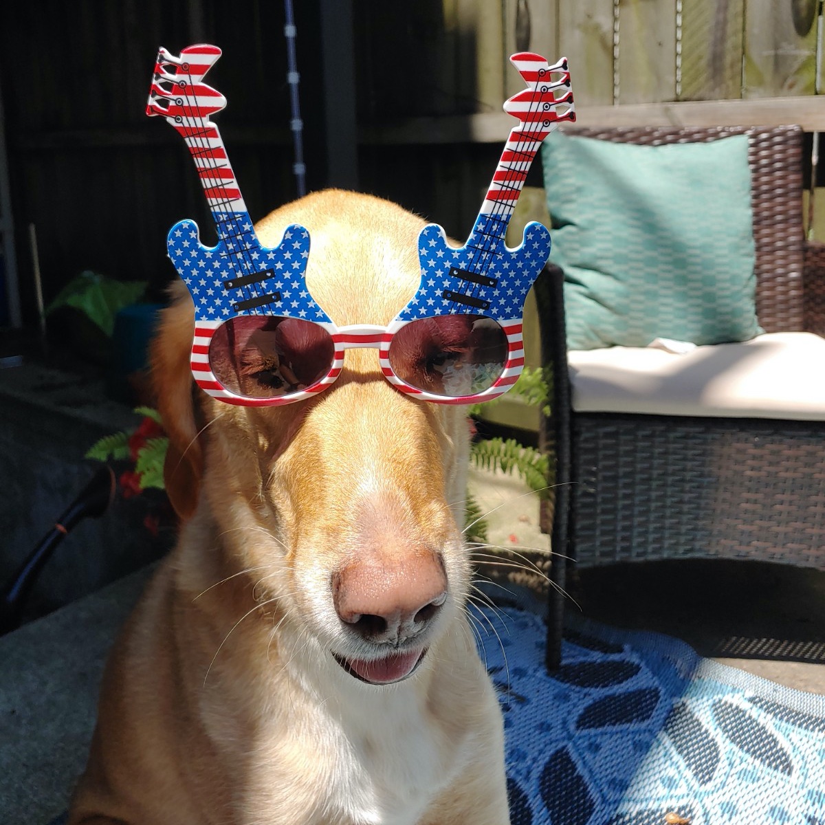 ActiventMktg's tweet photo. The dogs of Activent Marketing would like to wish everyone a safe and happy 4th of July!🇺🇸🎇
#July4th #dogs #4thofJuly https://t.co/OxxqFCqQZk