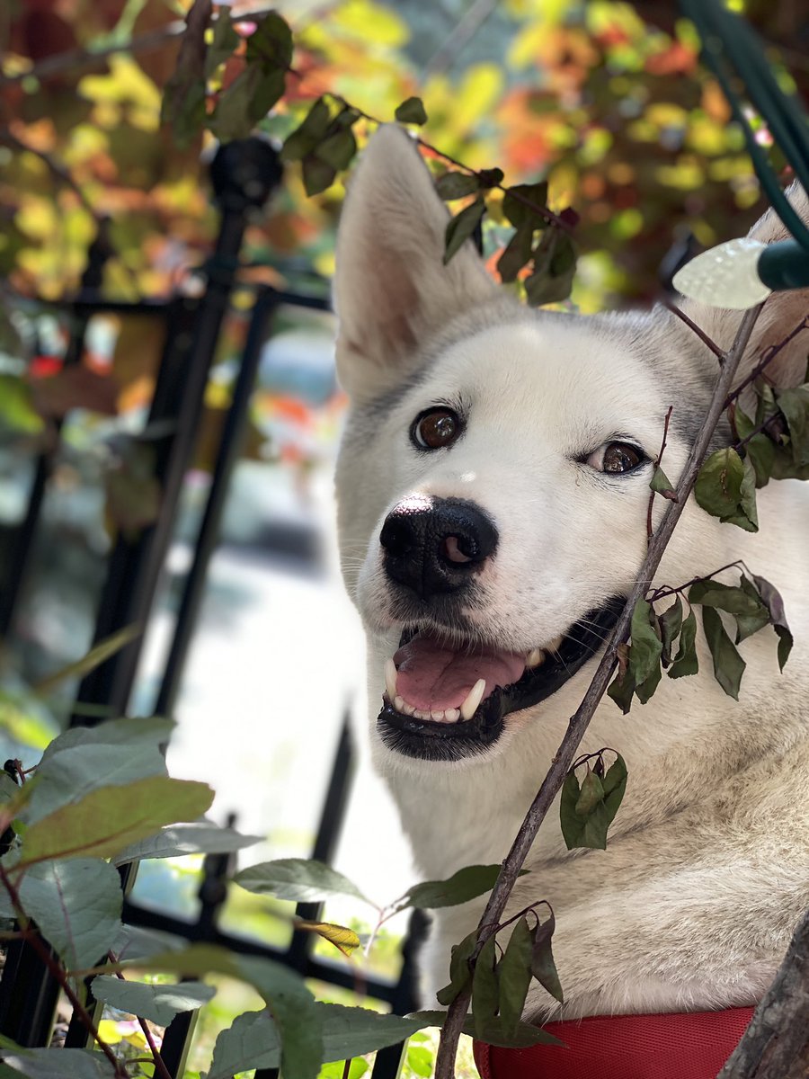 AnnieClaireBO's tweet photo. My sweet, shy, and soft foster, Anita,  just went to her furever home. While I’m happy for her and the nice couple that adopted her, I may also be spending my day off ugly crying! @RockyRoadRescue #numbertwo #doesitgeteasier https://t.co/pfKPSzzOGH