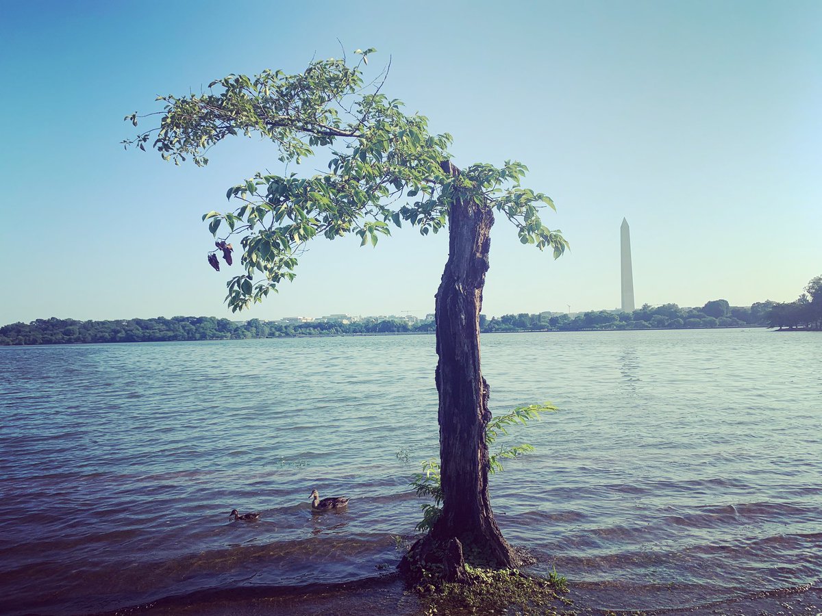NeisaCondemaita's tweet photo. "Adopt the pace of nature: her secret is patience." Ralph W. E. On today’s morning #run I visited my friend the ‘stumpy’ tree and it was enjoying of nice company. 🦆🦆 #washingtondc #rundc 🏃🏻♀️ #runningdc https://t.co/a4WXNNOyBi