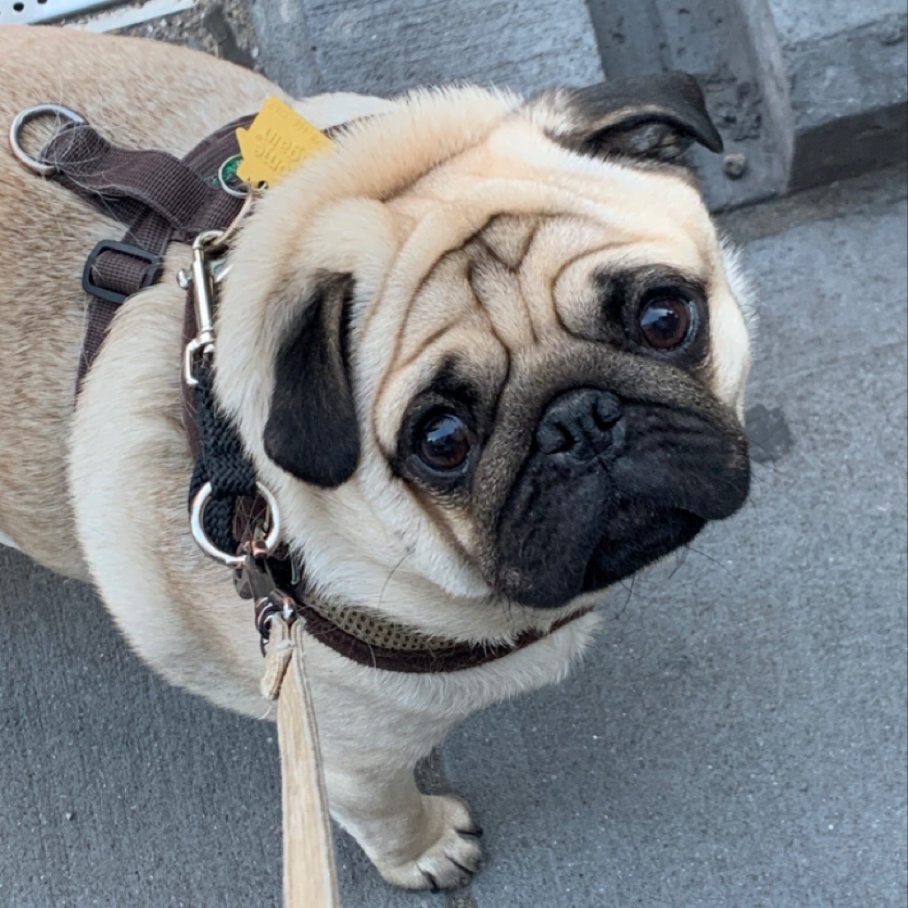 metropetsnyc's tweet photo. Have a happy and safe Fourth of July weekend from everyone’s buddy, Henry🐶🇺🇸 

#dogsofnewyorkcity #newyork #puggle #funnydogs #pug #weekendvibes #dogwalking #bestdogwalkersnyc #dogtraining #nycdogwalkers https://t.co/fo0CNeAur1