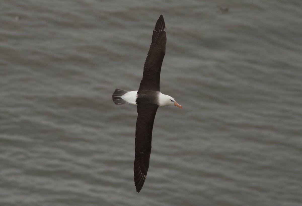 Mark Robanson tweet media