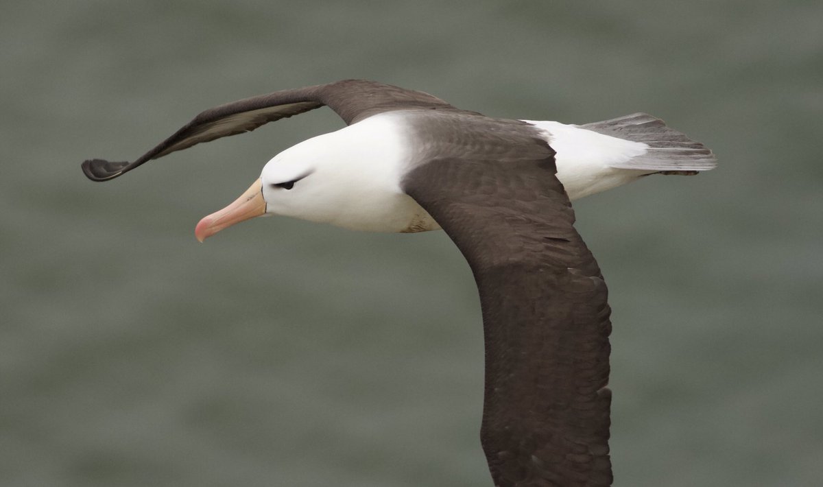 Mark Robanson tweet media