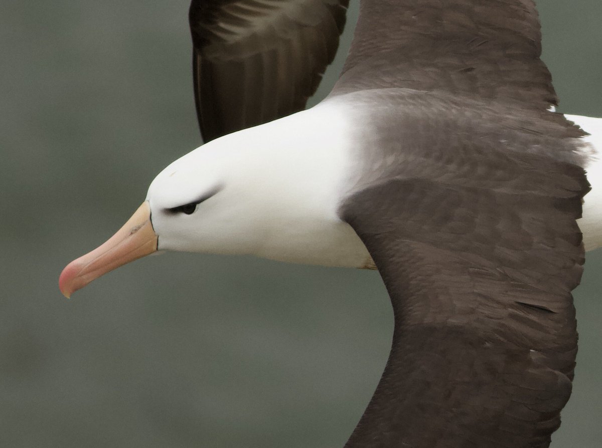 Mark Robanson tweet media