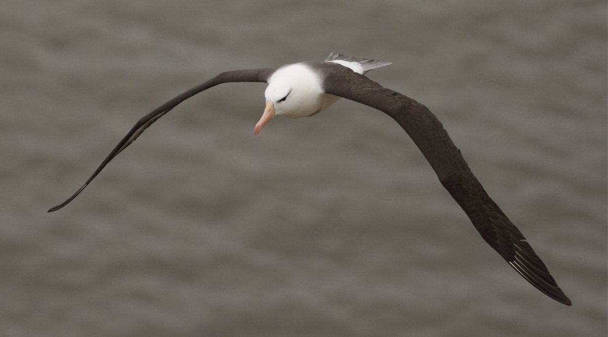 Mark Robanson tweet media