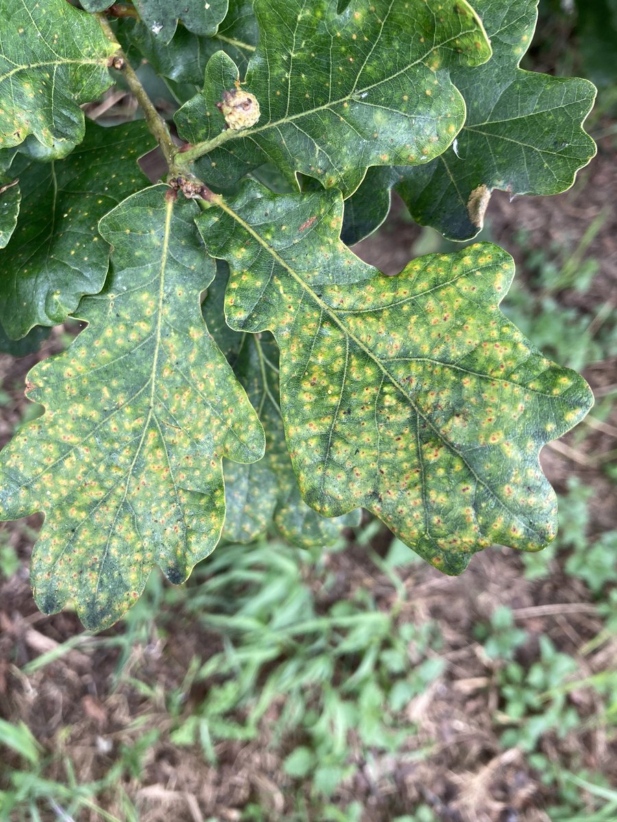 Alex Lowe tweet media