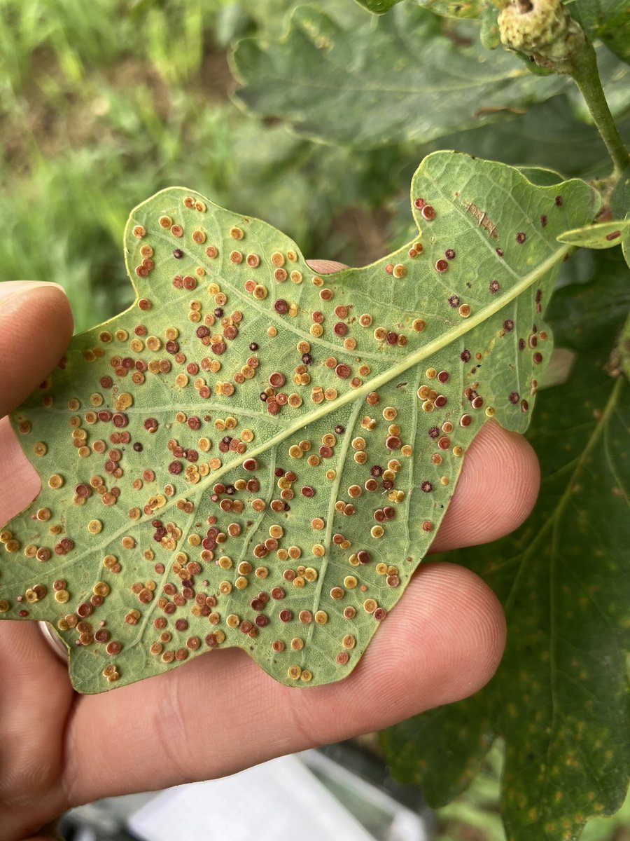 Alex Lowe tweet media