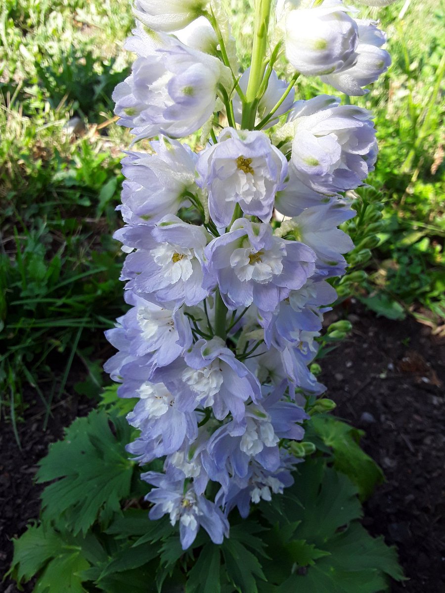 Some larkspurThe one plant I'm hoping the deer eat