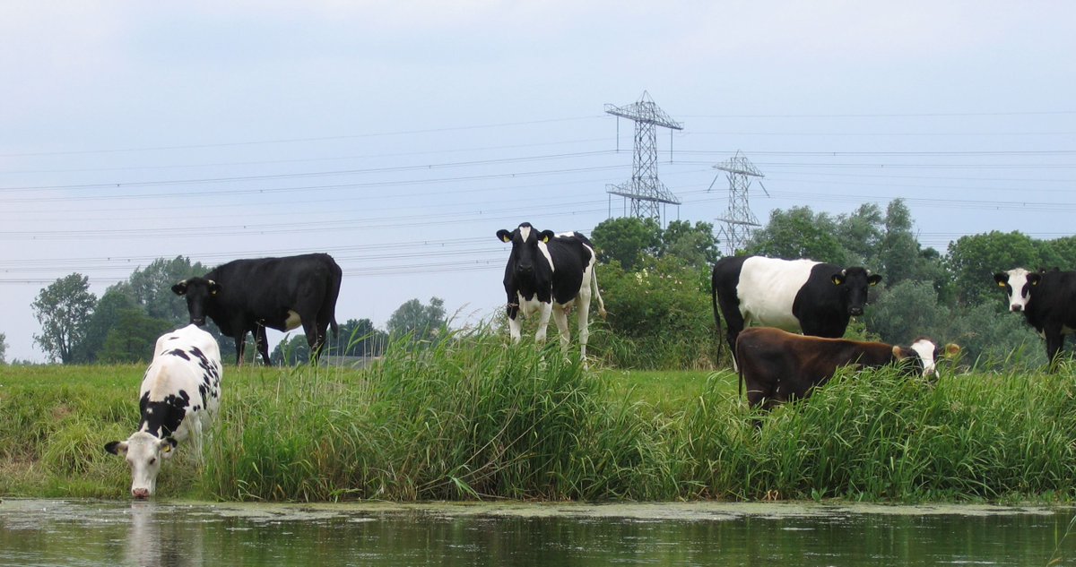 Dutch Water Sector tweet media