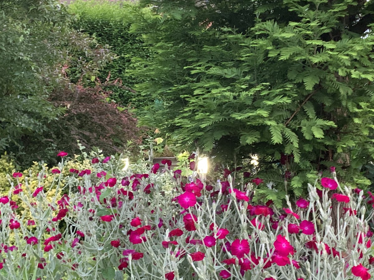 Cob987's tweet photo. The Lychnis has been a great show this year. Taking a battering from the rain today though 🙄 https://t.co/lrruCGDlv8