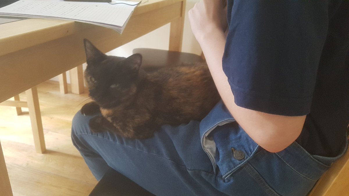 This Isn't Our Cat vs our daughter