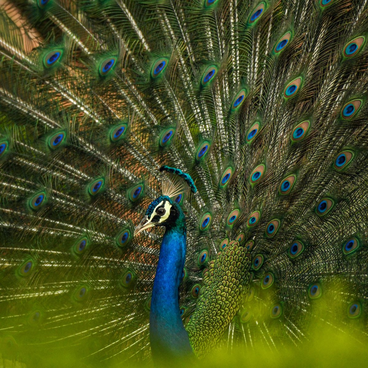 drshabankhan's tweet photo. 🦚 @NatGeoIndia  @BBCEarth @NikonIndia https://t.co/ma8a0Yxs2T