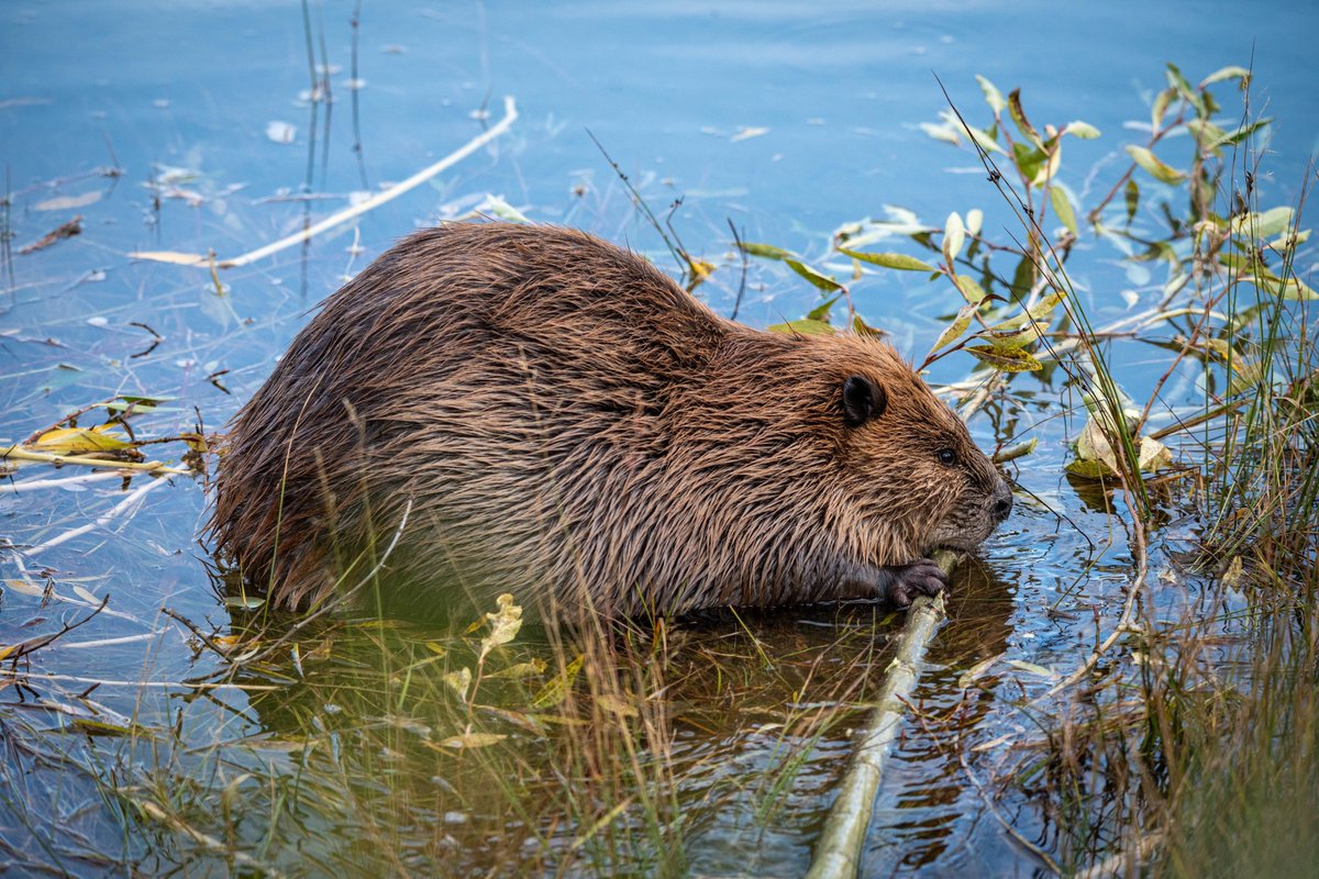 futureoxpartner's tweet photo. Why don’t we…introduce beavers to Oxfordshire to naturally help increase flood defences? And create more wetlands? Agree? Visit https://t.co/sP9eMEZSiq and be part of the conversation. #openthought #Oxfordshire https://t.co/XDQCw3cWKF