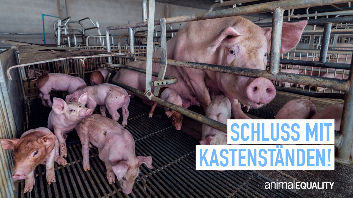 AE_Germany's tweet photo. Kastenstände müssen komplett abgeschafft werden. 
Bleibt mit uns dran!
►https://t.co/iQF73btsy5 https://t.co/mDgFs0Ups1