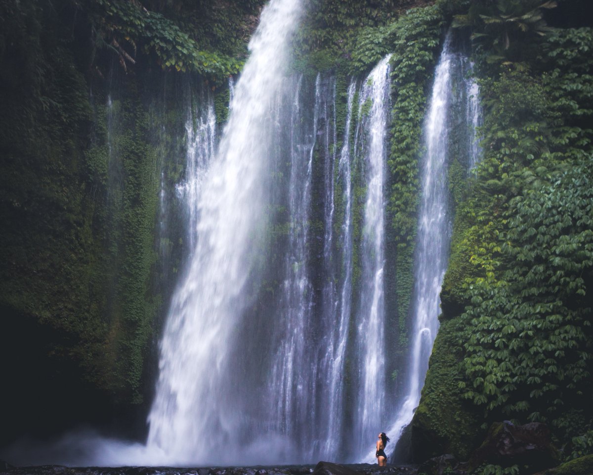 onetreeplanted's tweet photo. Here are fast facts about The Leuser Ecosystem in #Indonesia:⠀
🌿It is 2.6 million hectares of lowland forest⠀
👩🏽‍🌾The eastern part alone supports over 5.7 million people
🐅No where else on earth can you find tigers, elephants, rhinos, and orangutans in the wild together ⠀ https://t.co/jG1gMSbo1e