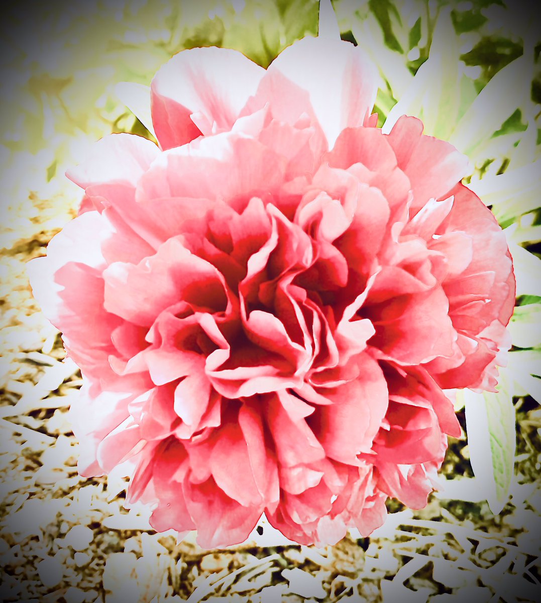 FadeIris's tweet photo. Just Started The Flower Power Support Group for Black and Pink Tacoma Chapter if you’re interested check it out:
https://t.co/0tJPYAHHXv https://t.co/YGPgHI9aLq