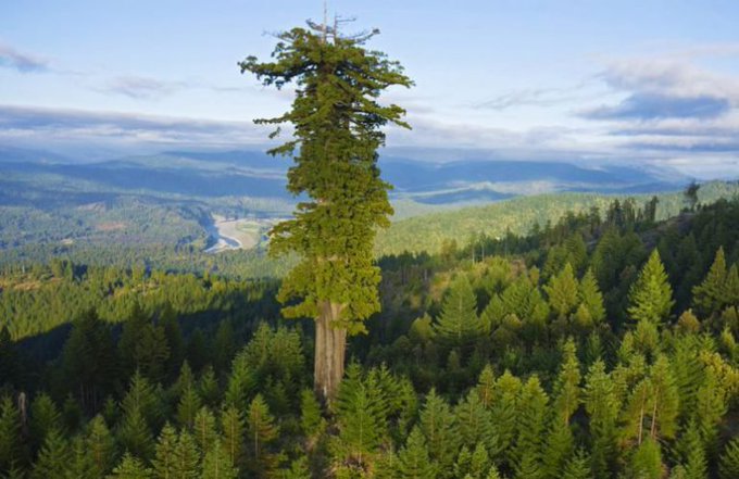 Rainmaker1973's tweet photo. California hosts the world’s oldest tree, the world’s tallest tree, and the world’s largest tree, when its forest cover is 17.8% of its territory (35th state in the U.S. per forest cover) https://t.co/byxxI4QBC3 https://t.co/o6d432dvd8