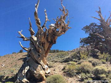 Rainmaker1973's tweet photo. California hosts the world’s oldest tree, the world’s tallest tree, and the world’s largest tree, when its forest cover is 17.8% of its territory (35th state in the U.S. per forest cover) https://t.co/byxxI4QBC3 https://t.co/o6d432dvd8