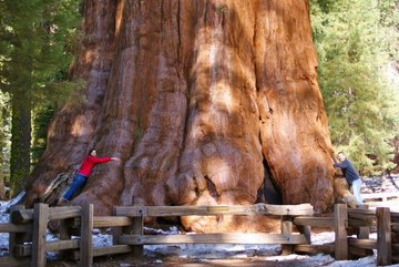 Rainmaker1973's tweet photo. California hosts the world’s oldest tree, the world’s tallest tree, and the world’s largest tree, when its forest cover is 17.8% of its territory (35th state in the U.S. per forest cover) https://t.co/byxxI4QBC3 https://t.co/o6d432dvd8