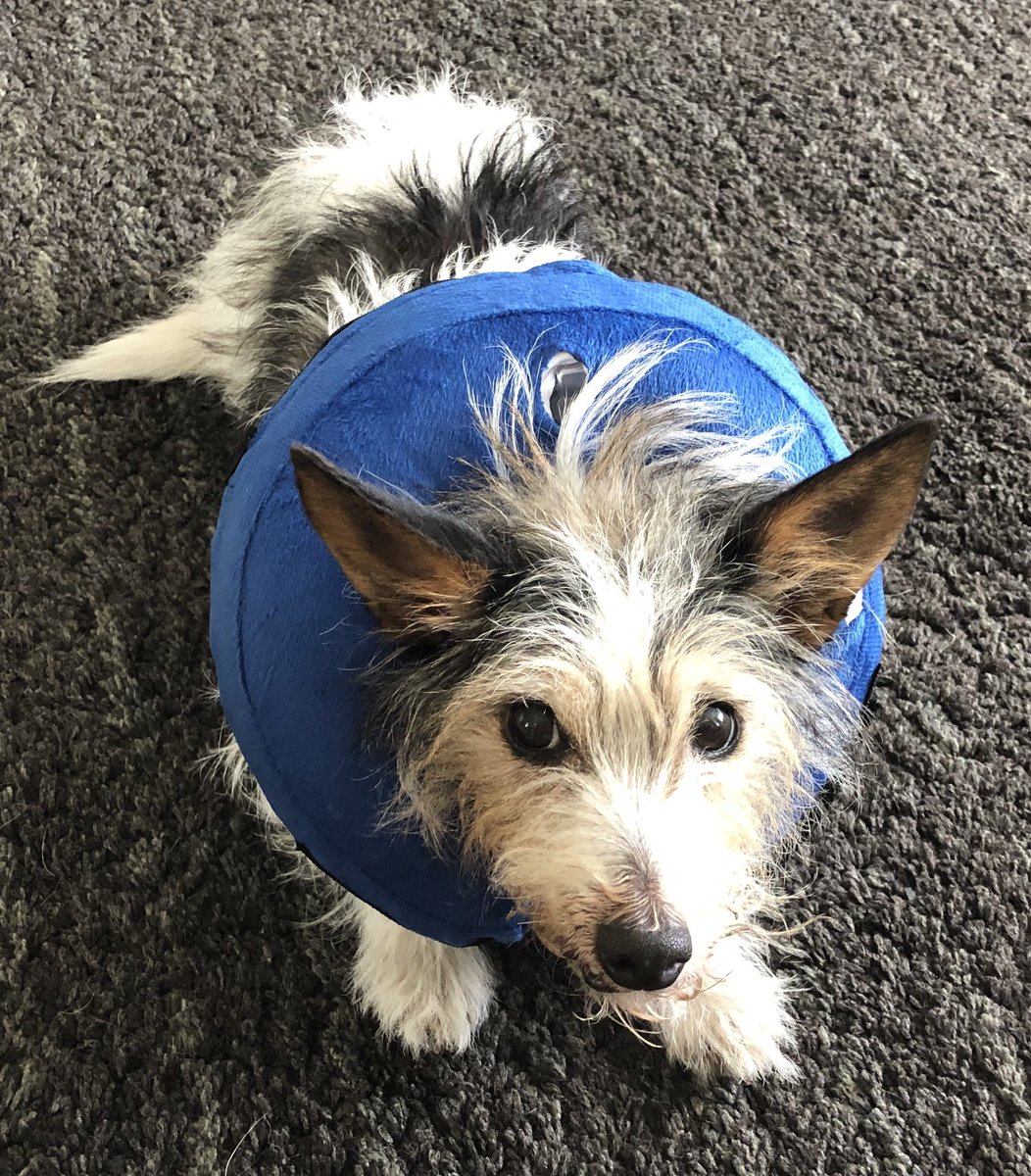 NicolaPepeART's tweet photo. Oh dear, today we’re in the cone of shame. Although, she managed to get a few slices of chicken past it so it’s not all bad. #FilthyLooks #MumWhy #GetItOffMe https://t.co/NYScn5ho3e