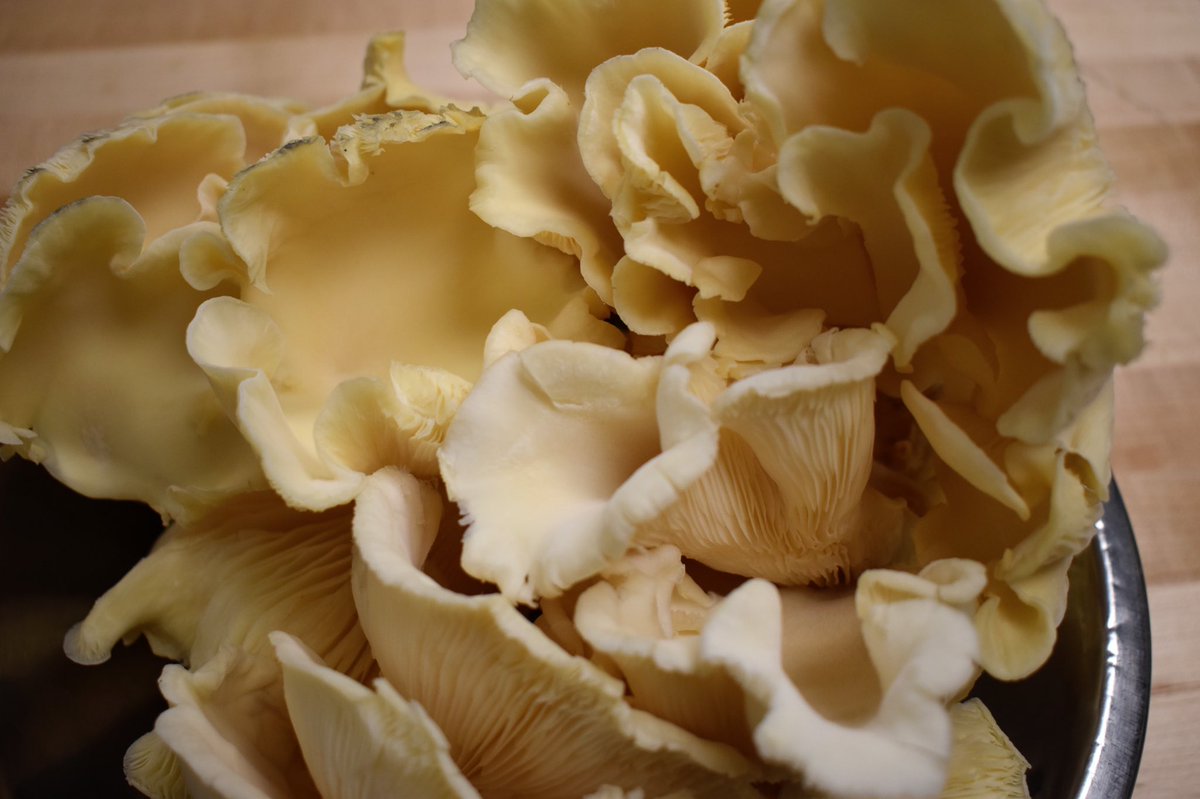 Edgeinpeoria's tweet photo. These Blue Oyster Mushrooms are a fan favorite in the Edge kitchen!

These mushrooms are featured on our Mushroom Linguine, Roasted Free Range Chicken, and much more! 

You can check out the menu at https://t.co/sRhUYfPUEX 

📸: @carboy_2001 https://t.co/DhRoHls1Y0
