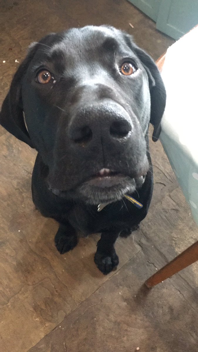 jules_lew_is's tweet photo. @mssocietyuk Bertie says Hi. It’s a bit wet for sunbathing today but he’s had a potter around the village and garden 🐶💦 #dogsoftwitter #MSPets https://t.co/0mVsq8Lt3b