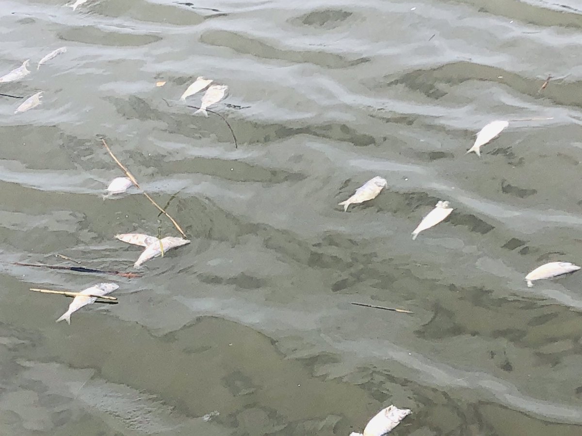 MLeighHunter's tweet photo. @HudsonRiverPark #NYC311 What’s with all the dead fish along the river between 57th and 100th. https://t.co/trIfqq48iI