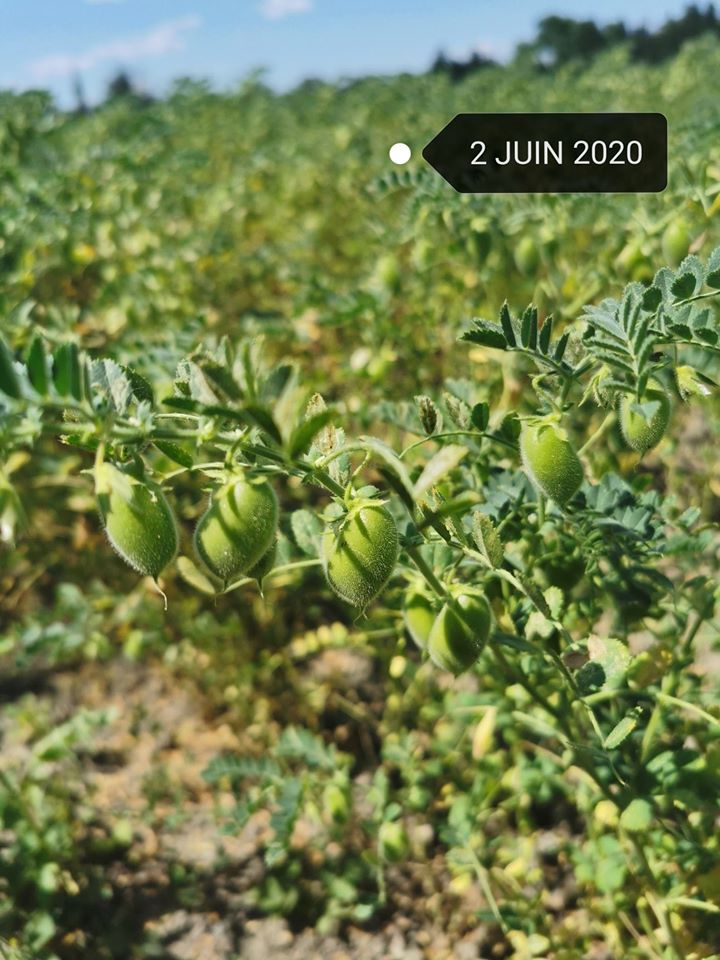potager_petrark's tweet photo. Bonjour, pas de nouvelle depuis un moment sur le compte (je n'ai plus de quoi prendre de photos, et sans support visuel, pas facile d'animer twitter ! 😅). Voici des nouvelles de nos pois-chiche bios ! https://t.co/2aUICS84kL