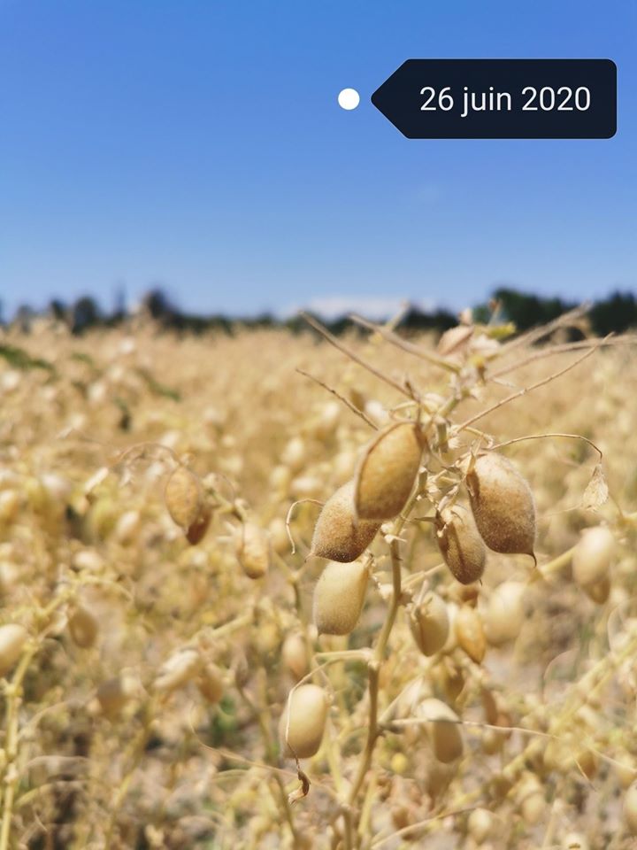 potager_petrark's tweet photo. Bonjour, pas de nouvelle depuis un moment sur le compte (je n'ai plus de quoi prendre de photos, et sans support visuel, pas facile d'animer twitter ! 😅). Voici des nouvelles de nos pois-chiche bios ! https://t.co/2aUICS84kL