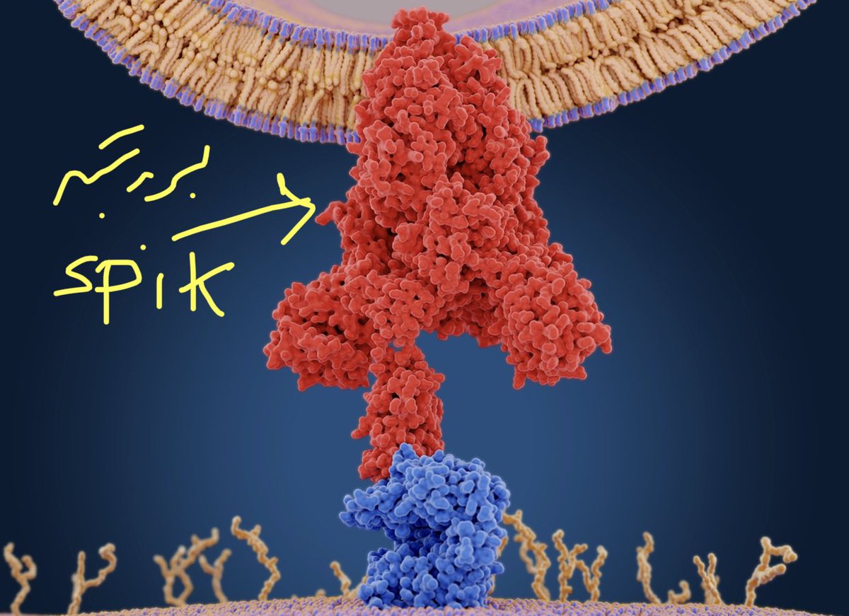 مهم جدا 🛑

تم نشر ورقة علمية لاقت قبول دولي. ان فيروس الكوفيد ١٩ تحول جينيا واصبح اكثر قابلية للعدوى...