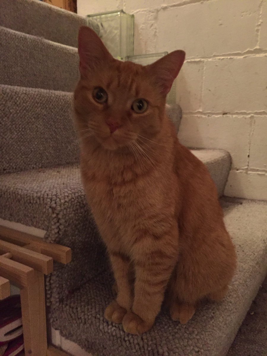 marblesays's tweet photo. @Nora0316 @TeddyB_cat Hi Nora, #HandsomeHuey here, carrying on #Michikitty traditions set by MarbsπΊ https://t.co/XK0q8H4IOJ