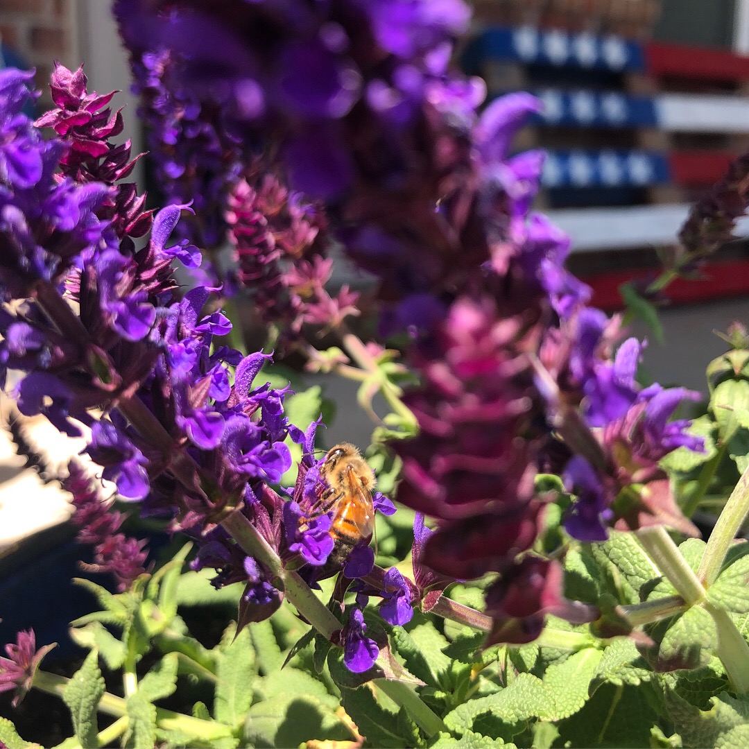 beesponsible's tweet photo. This weekend, take a minute to take action for our nation's #pollinators! π Urge your legislators to support the Saving America's Pollinators Act, which would cancel the registrations of any pesticides containing #neonicotinoids: https://t.co/dhvgoqRTMf. π«π #dontkillmybuzzβ https://t.co/gWIPiqP8Zb
