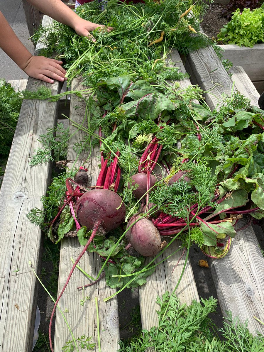 ElthamCE's tweet photo. The warm Spring and recent rain have helped produce some great results in our edible playground. Not bad for our first season.
@TreesforCities #edibleplayground #homegrown #gardening @TheMontyDon https://t.co/5Rf1xOwPzq