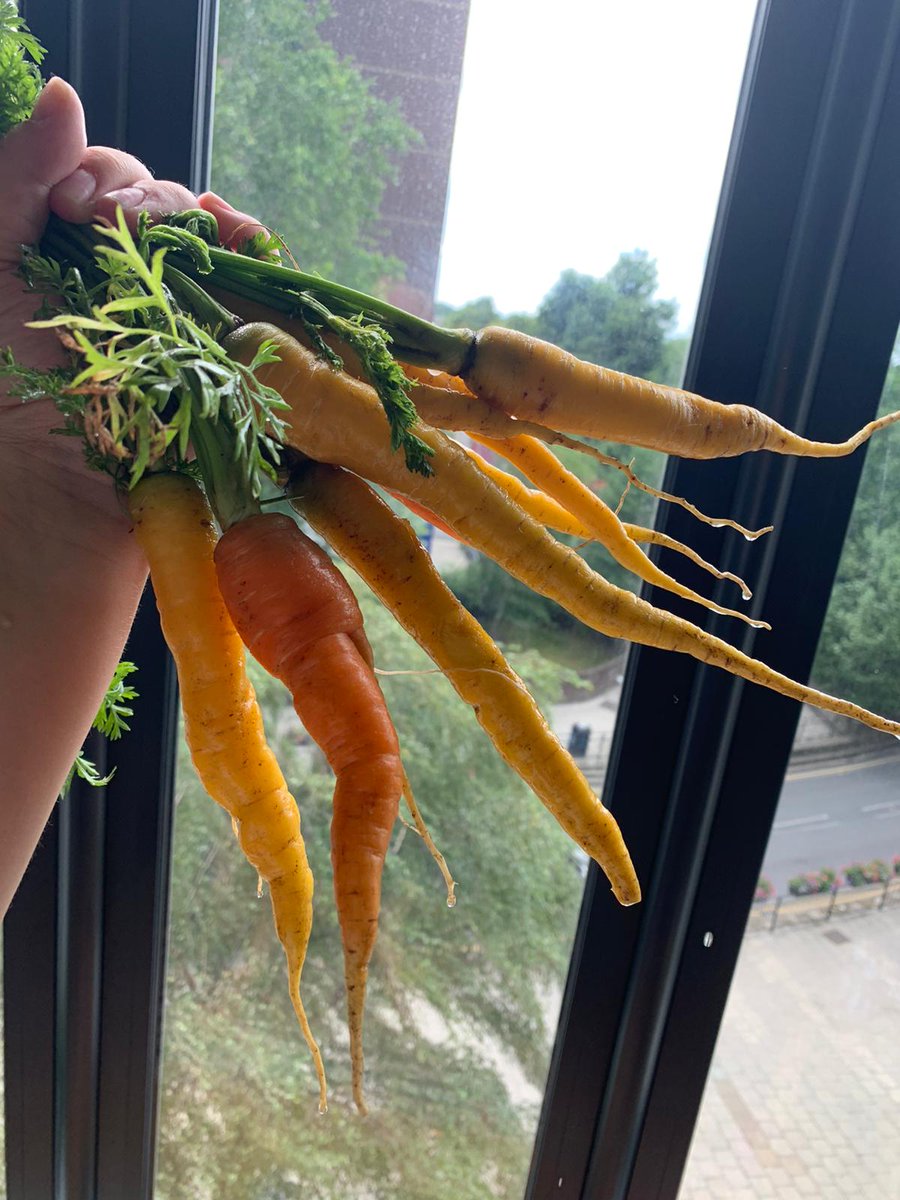 ElthamCE's tweet photo. The warm Spring and recent rain have helped produce some great results in our edible playground. Not bad for our first season.
@TreesforCities #edibleplayground #homegrown #gardening @TheMontyDon https://t.co/5Rf1xOwPzq